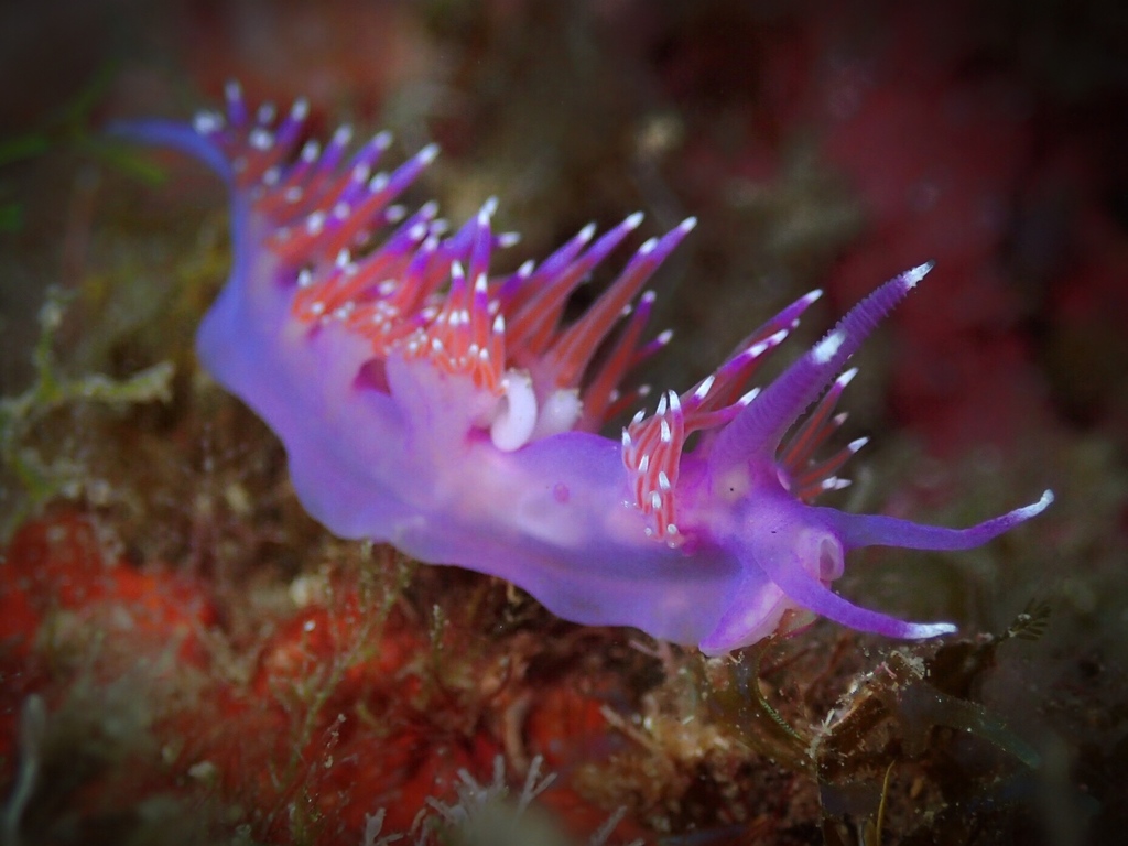 Flabelline mauve