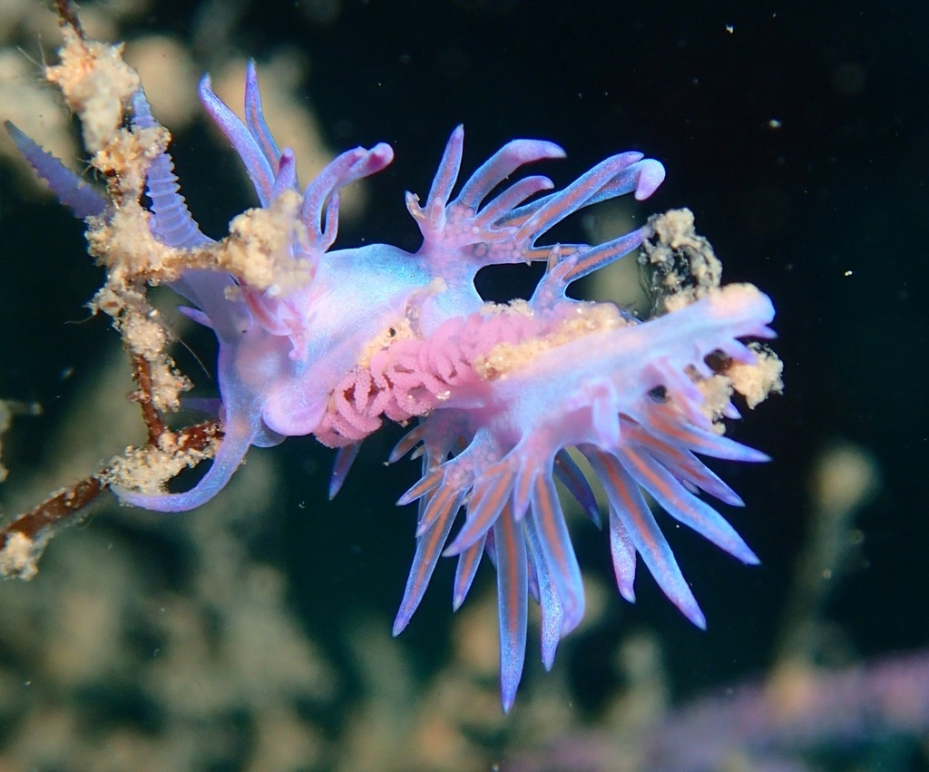 Flabelline mauve
