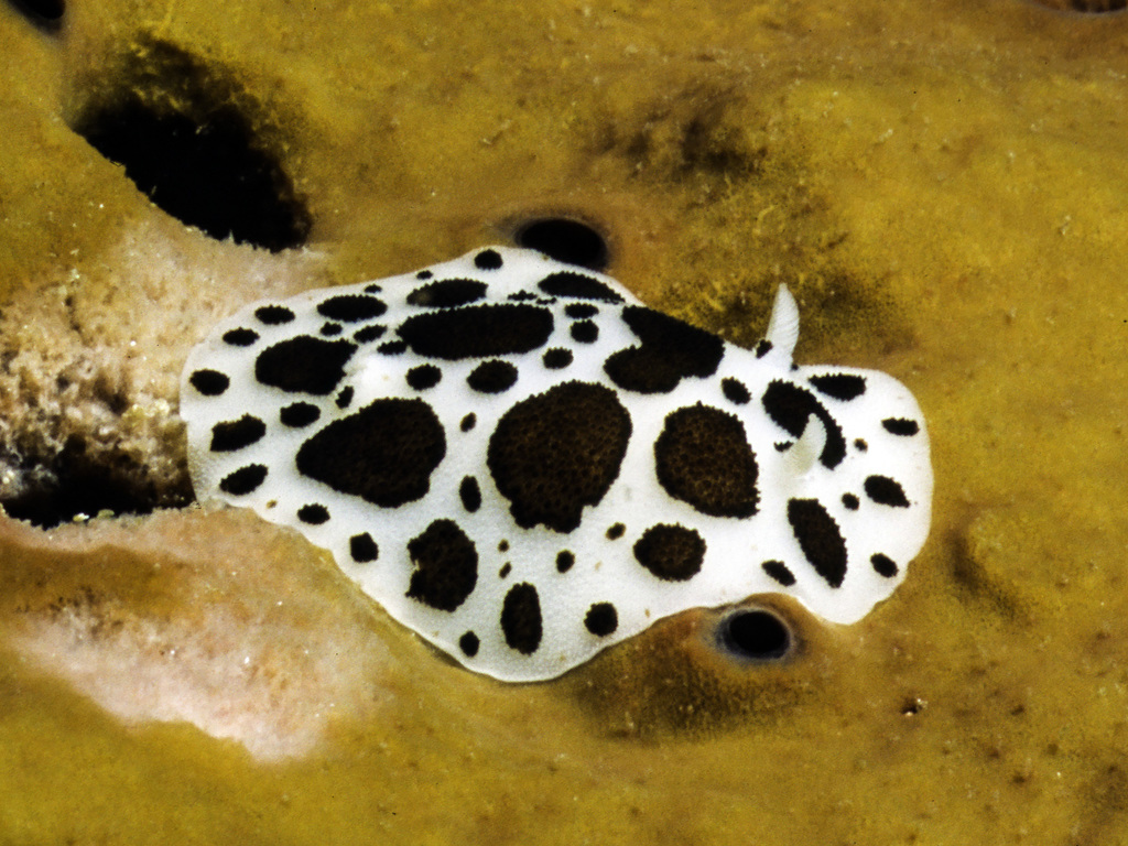 Leopard Sea Slug