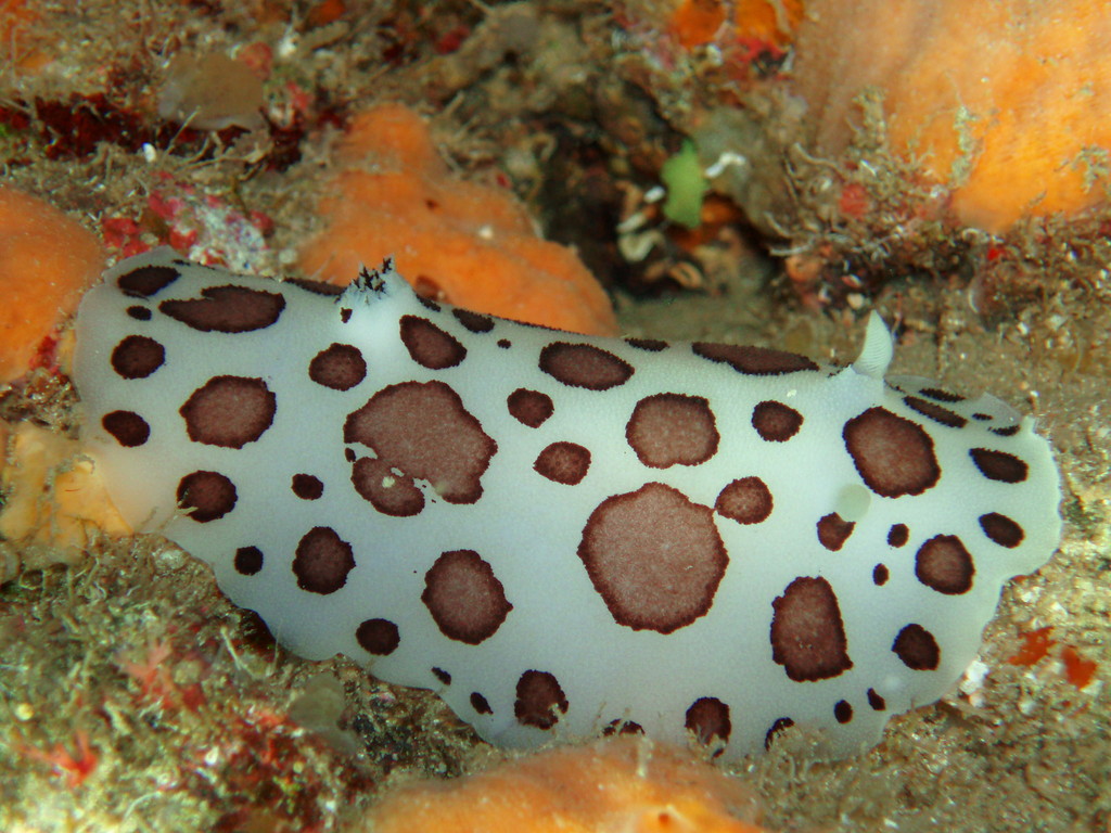 Doris dalmatien