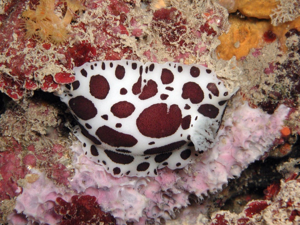 Doris dalmatien