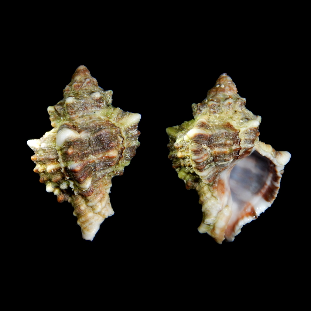 Banded Dye-murex