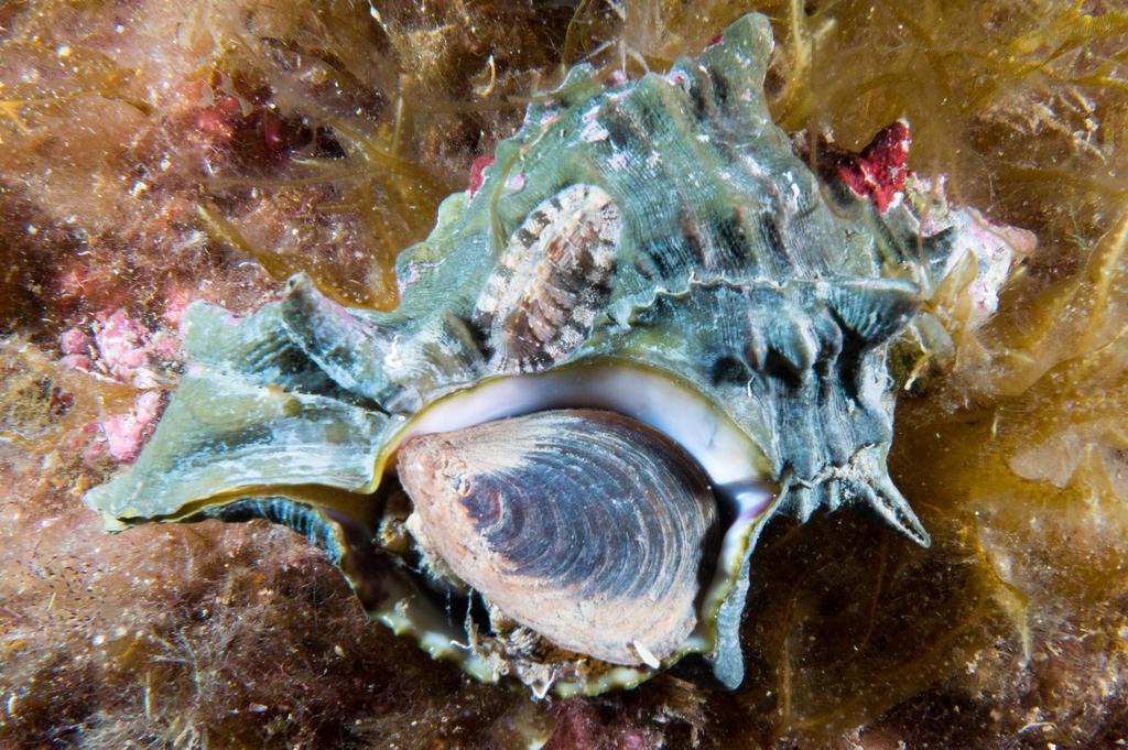 Banded Dye-murex