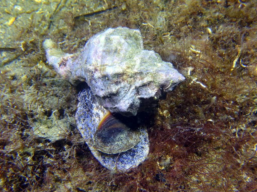 Banded Dye-murex