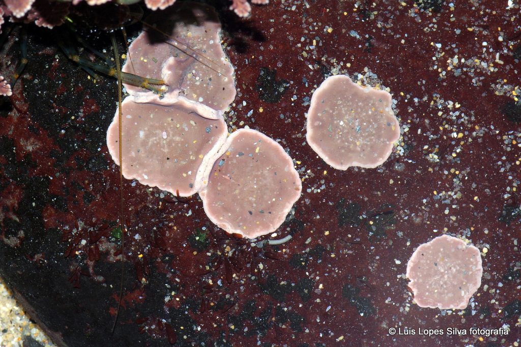 Pink Plate Weeds