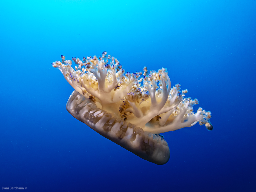 Mangrove Upsidedown Jelly
