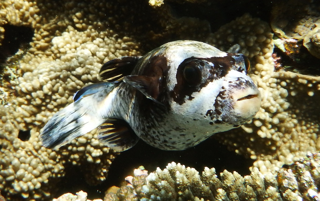 Poisson-ballon masqué