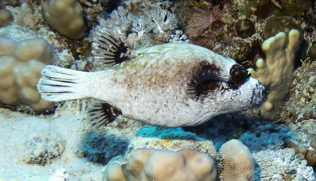 Poisson-ballon masqué
