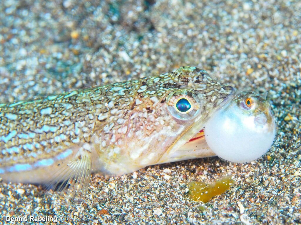 Atlantic Lizardfish