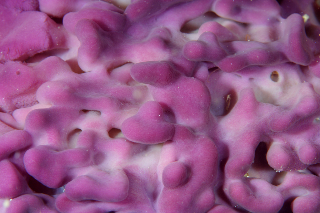 Flesh Sponge