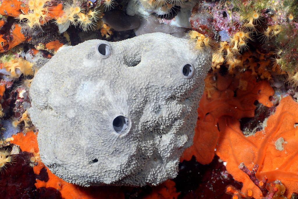 Grey Leather Sponge