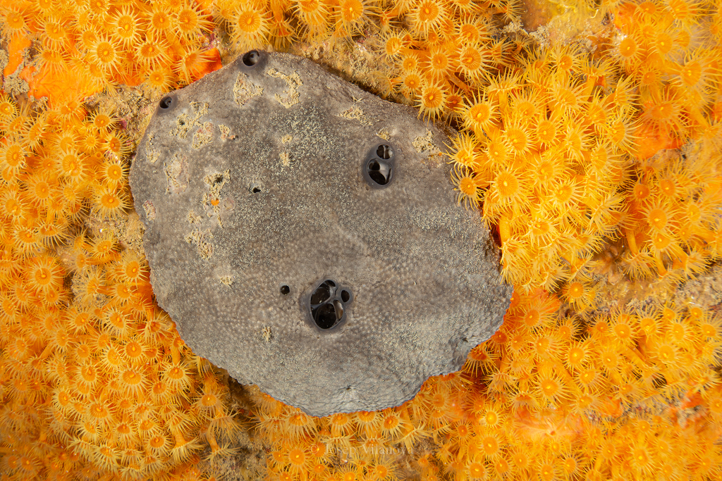 Grey Leather Sponge