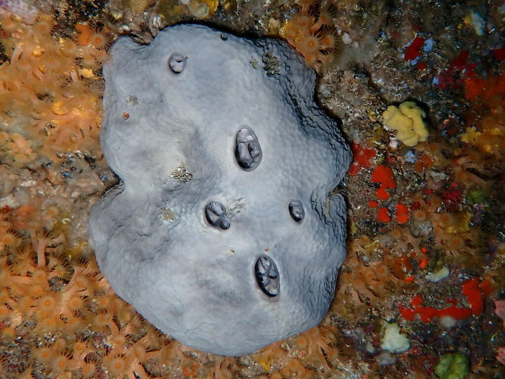 grey leather sponge