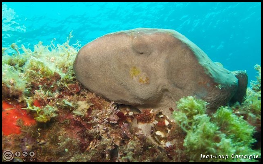 Fesse d'éléphant