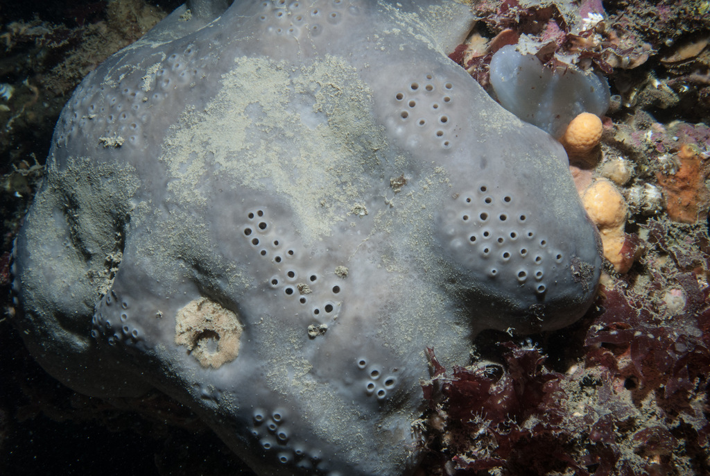 Elephant's Hide Sponge