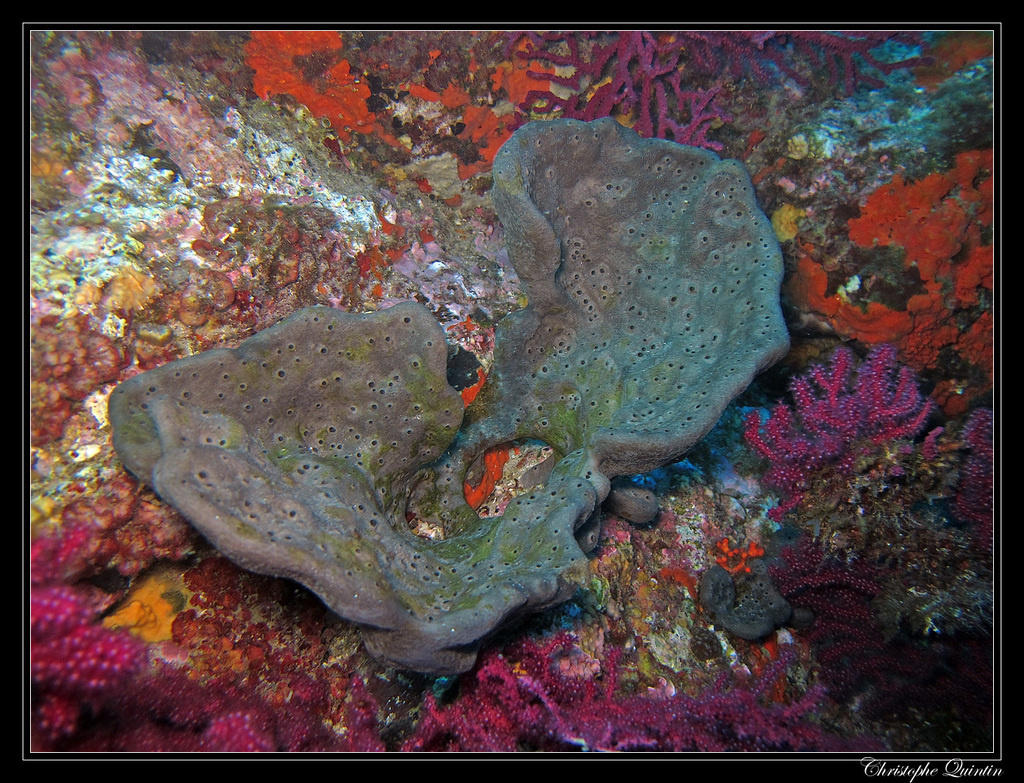 Elephant Ear Sponge