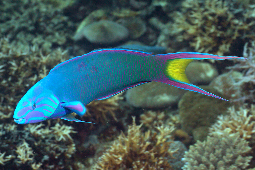 Moon Wrasse