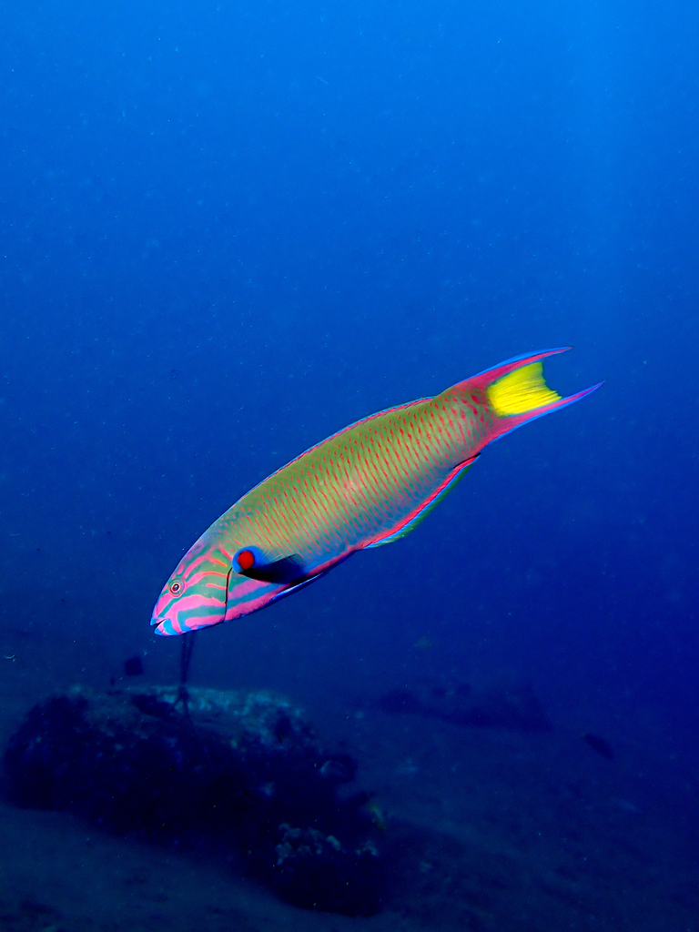 Moon Wrasse