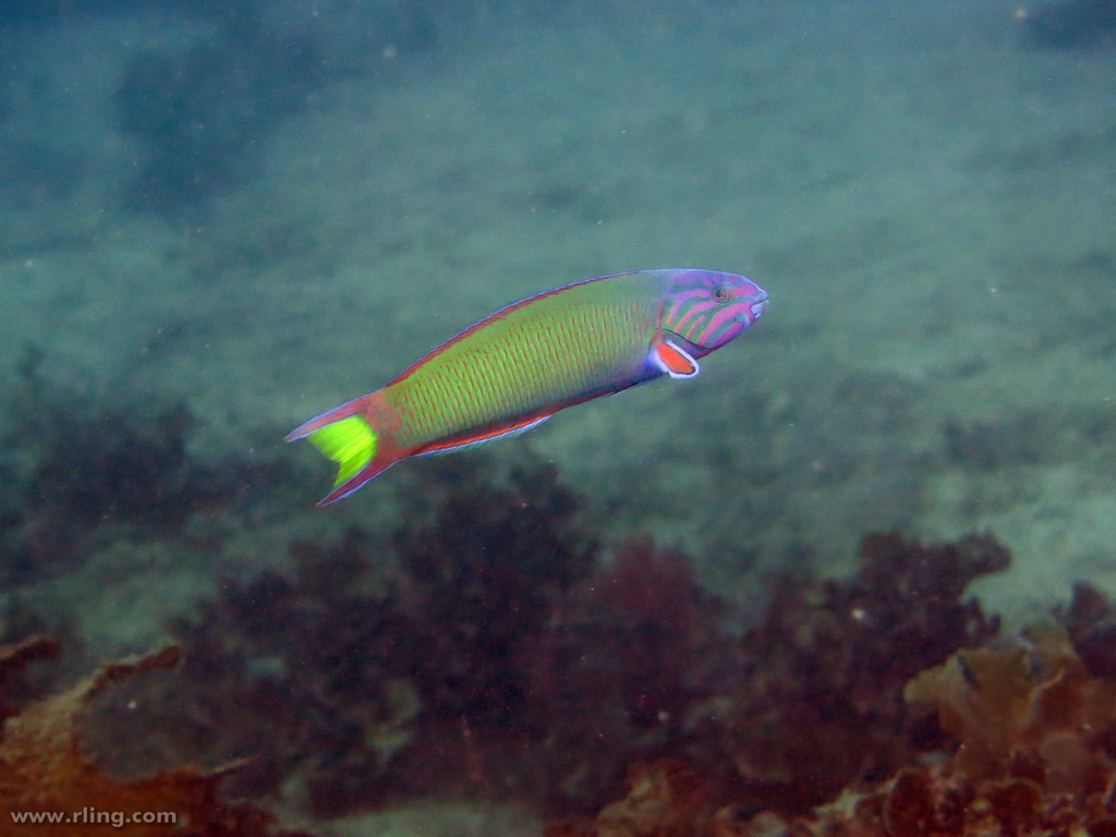 Moon Wrasse