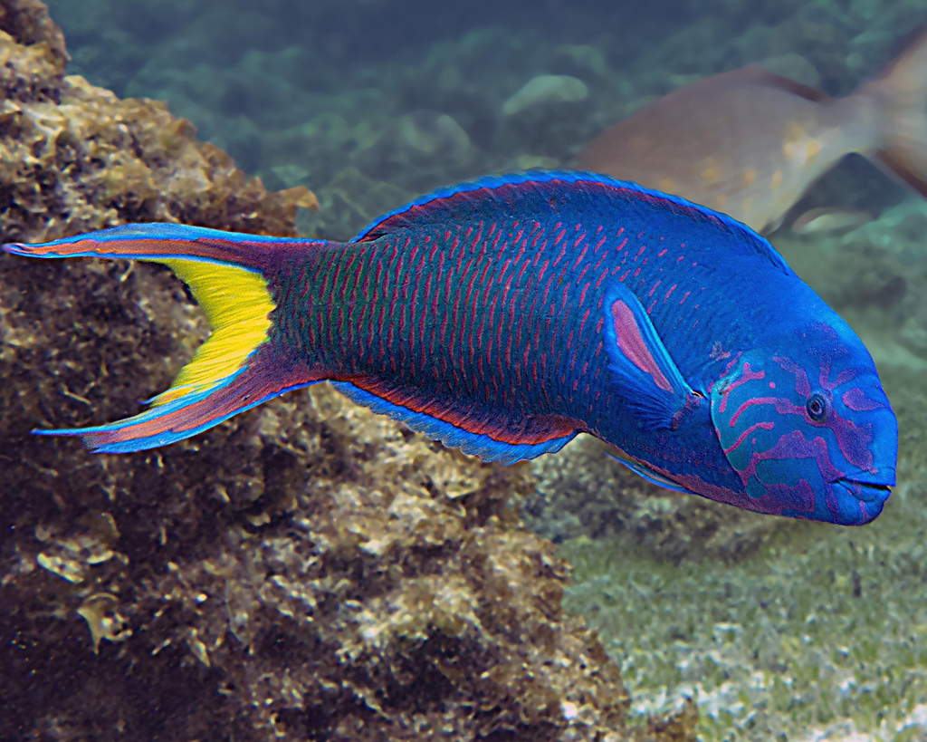 Moon Wrasse