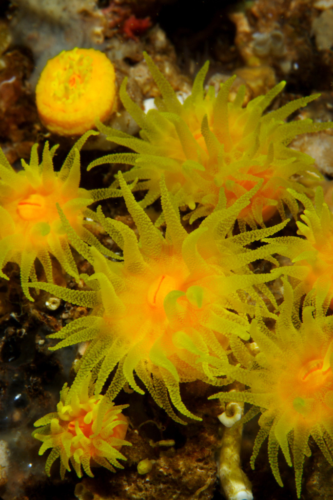 Corail solitaire jaune
