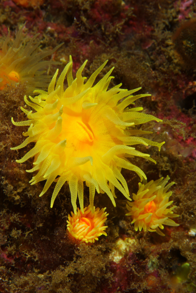 Corail solitaire jaune