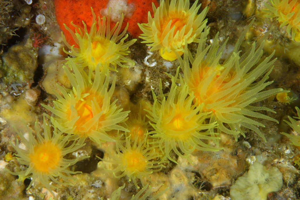 Corail solitaire jaune