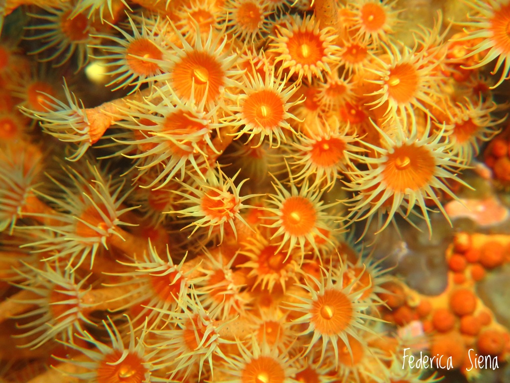 Yellow Cluster Anemone