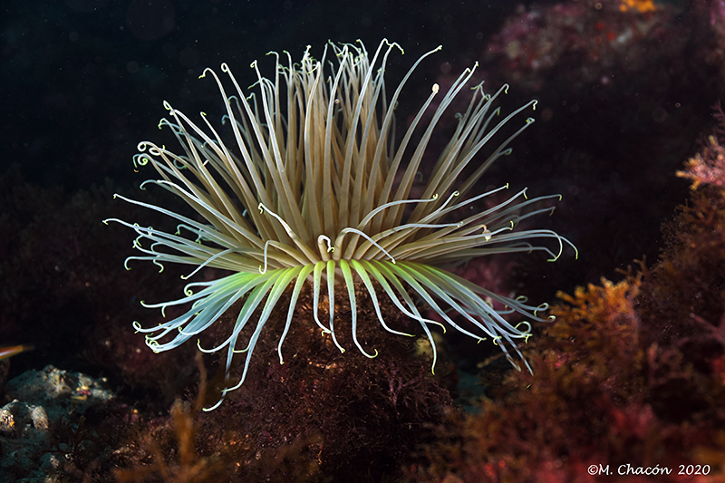 Cylinder Anemone