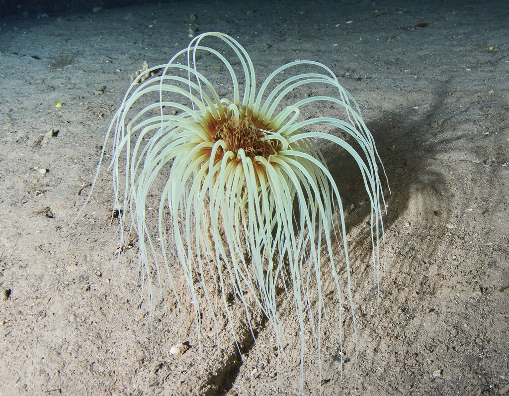 Grand Cérianthe