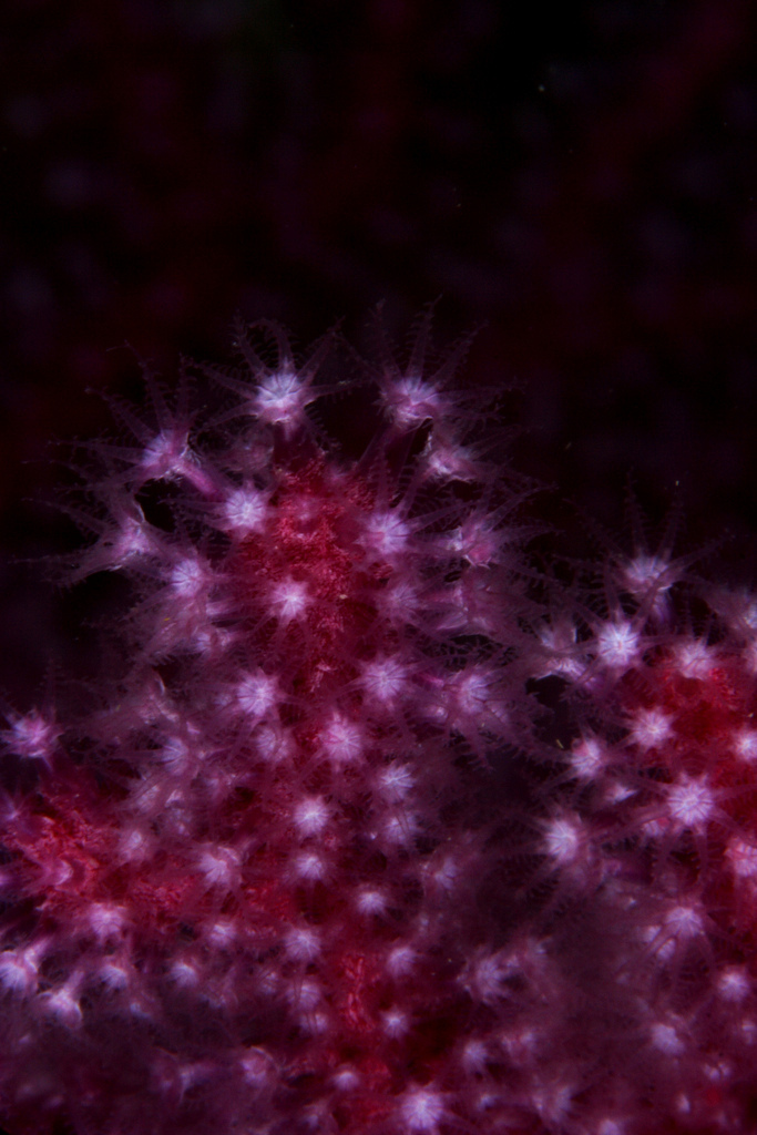 Violescent Sea-whip