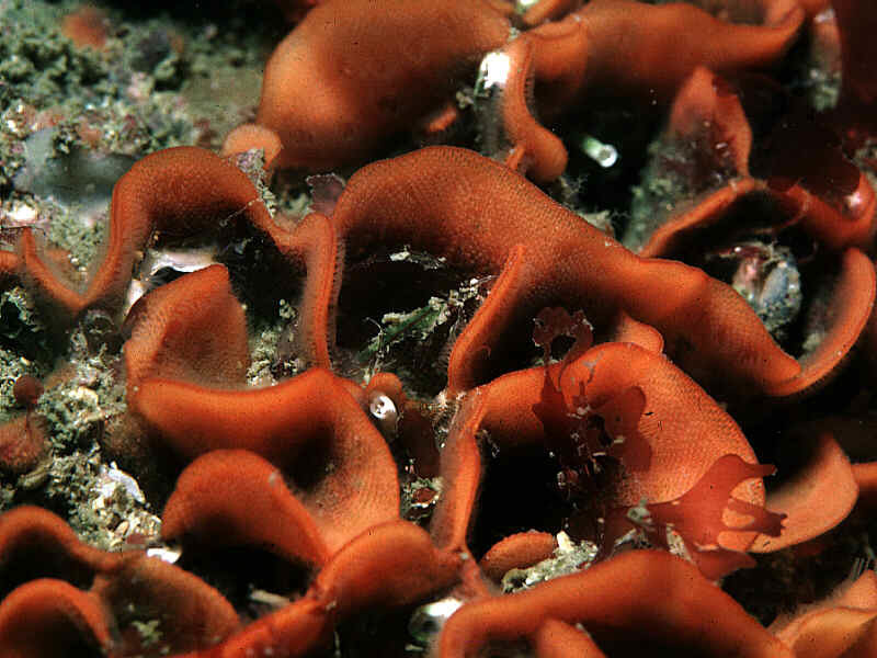 Rose-Coral Bryozoan