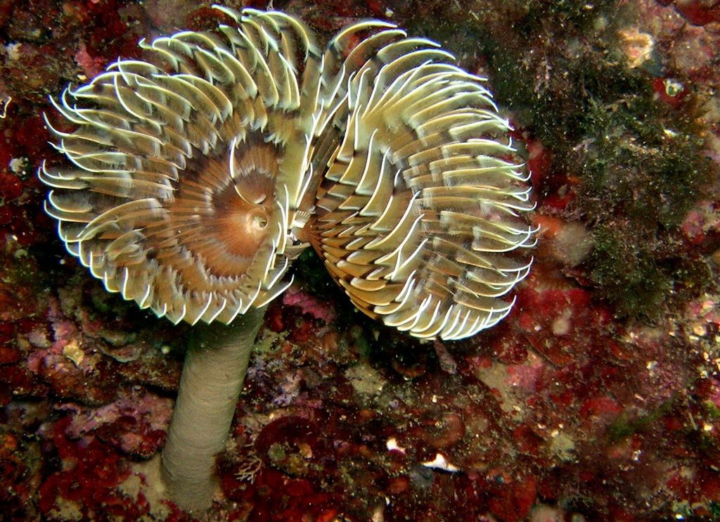 Twin Fanworm