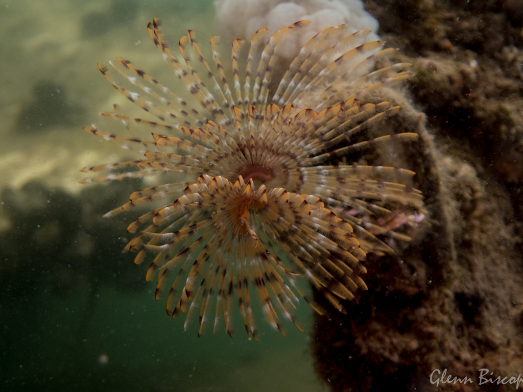 Spirographe