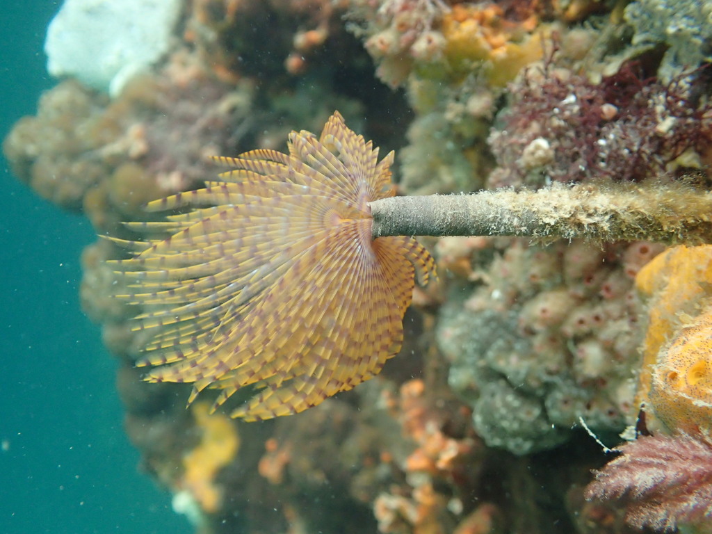 Mediterranean Fanworm