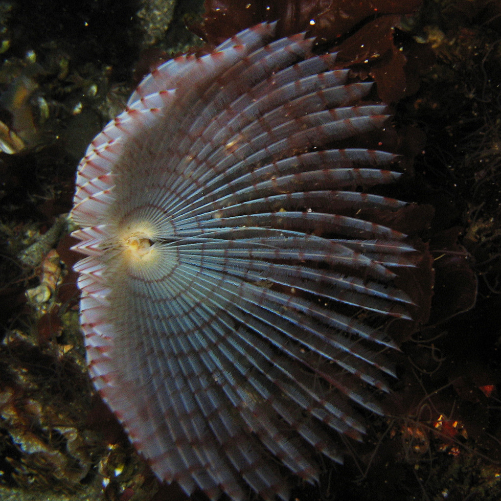 Peacock Worm
