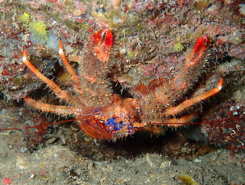 Spiny Squat lobster