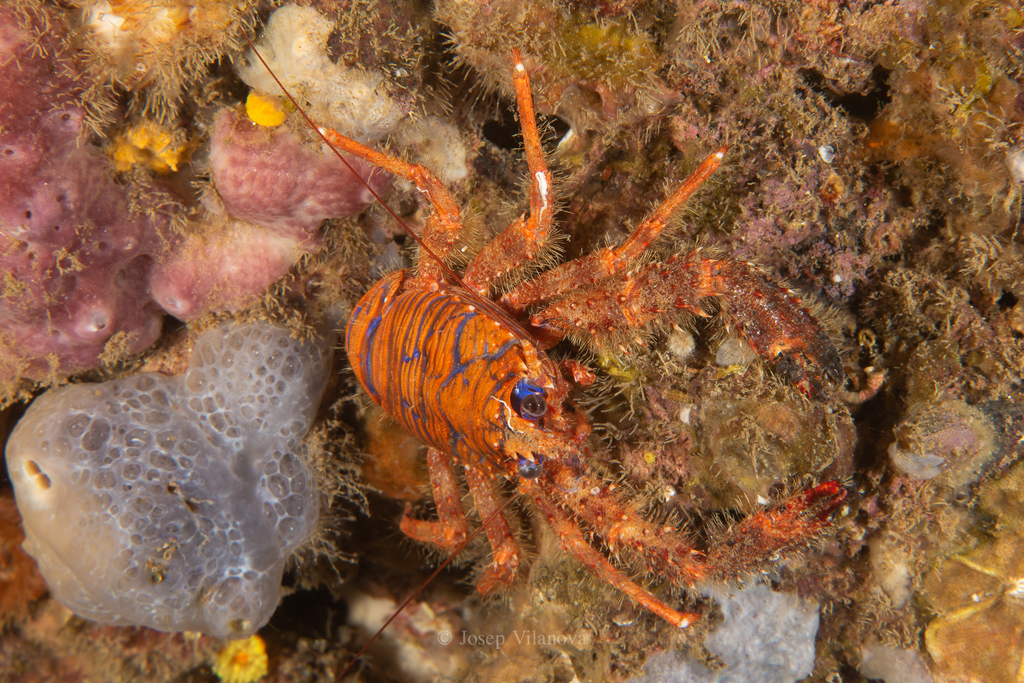 Galathée bicolore