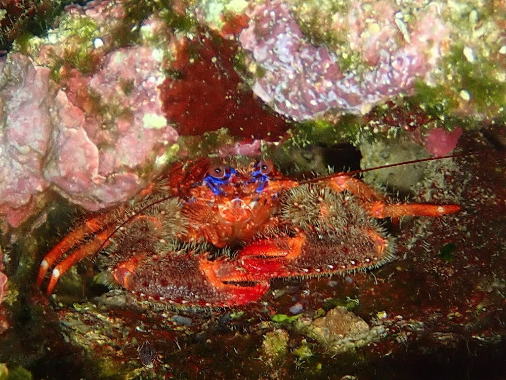 Galathée bicolore