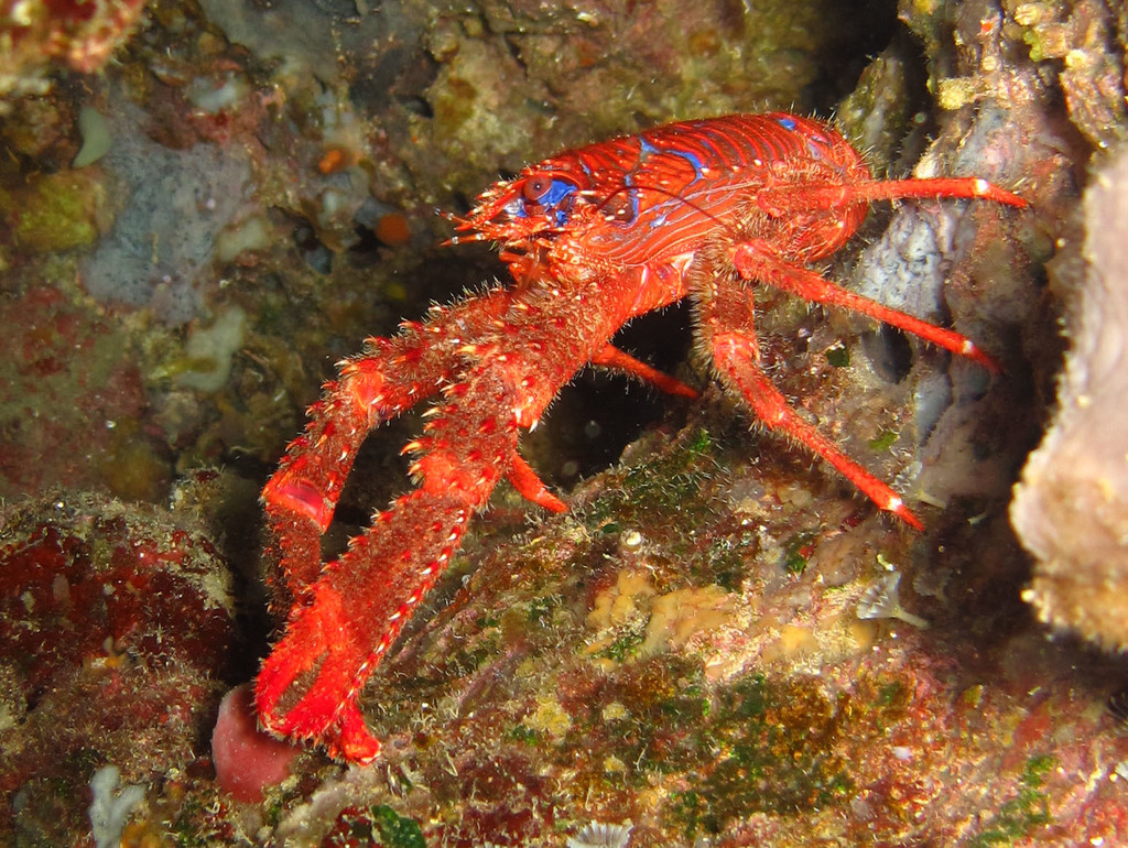 Galathée bicolore