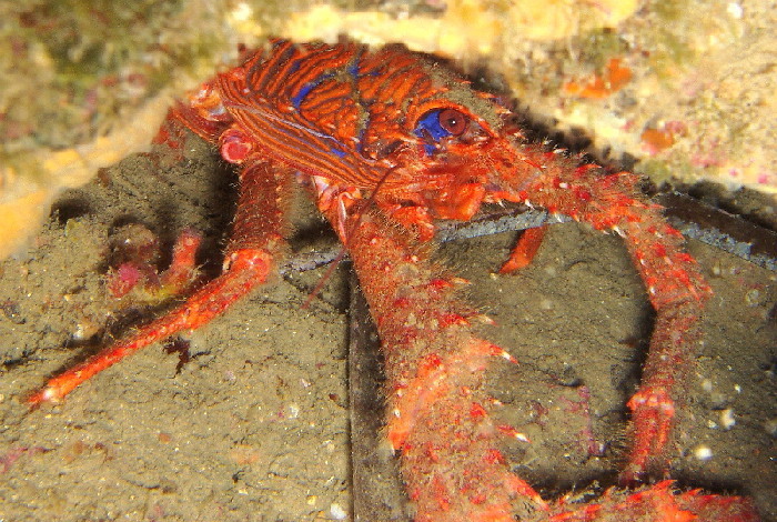 Galathée bicolore