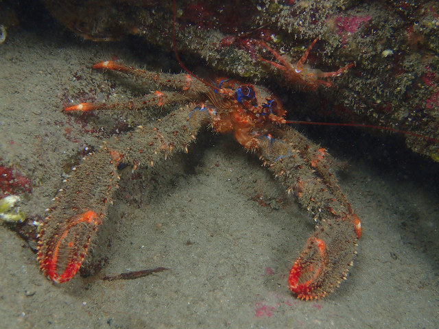 Galathée bicolore