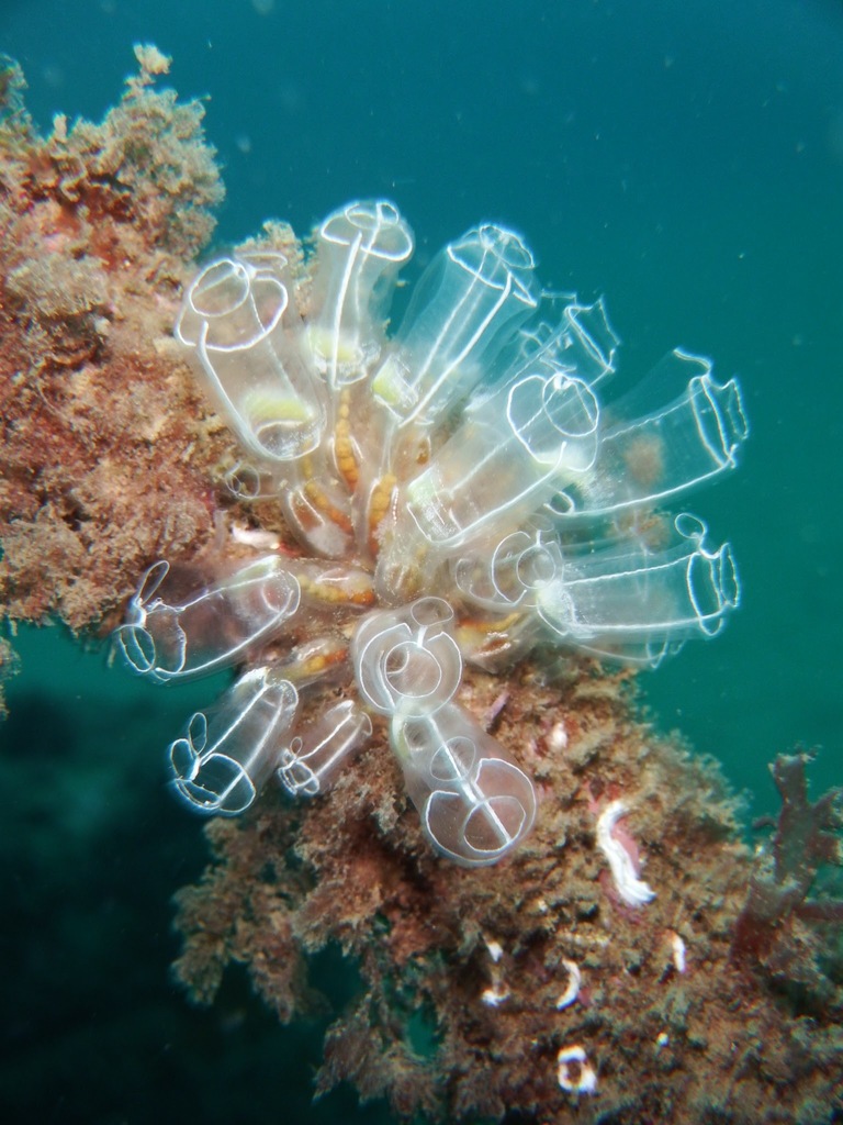 Lightbulb Sea Squirt