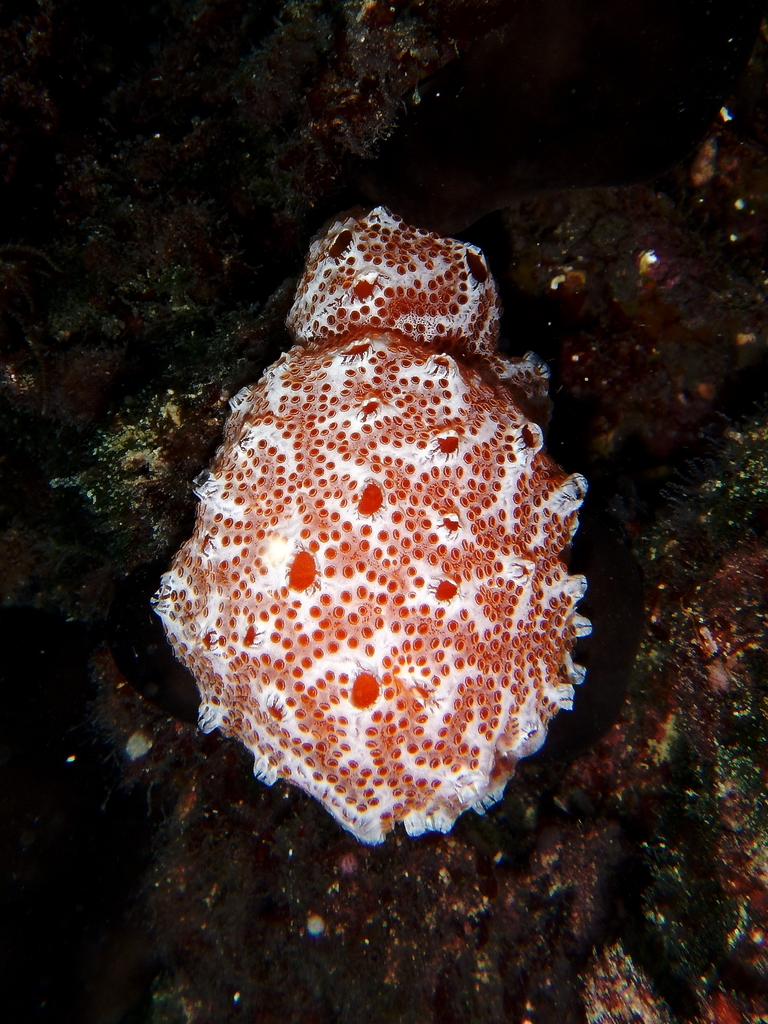 Fraise de mer