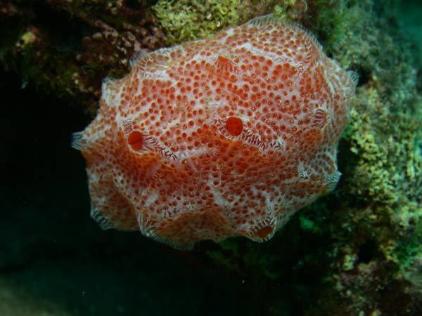 Sea Strawberry