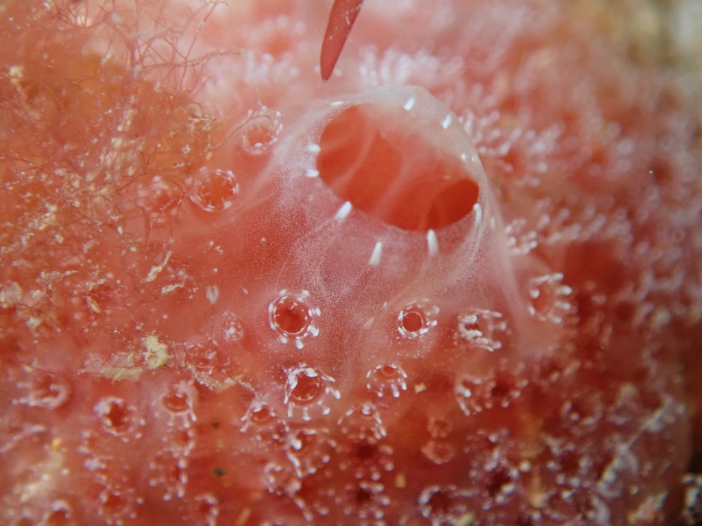 Fraise de mer