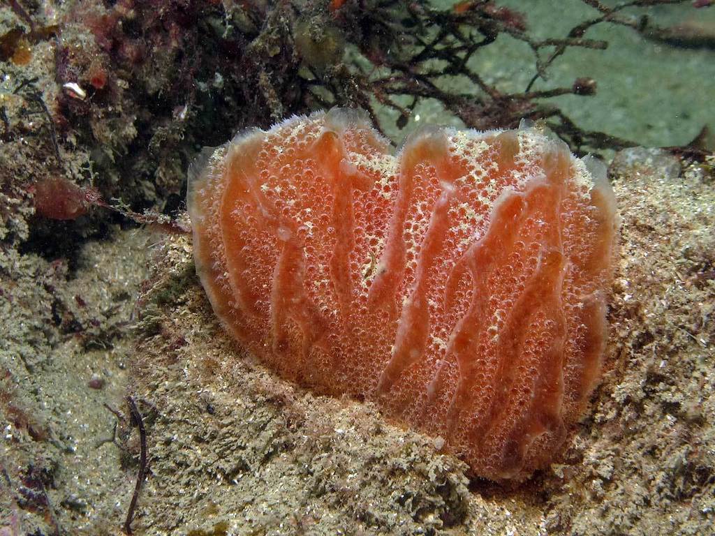 Fraise de mer
