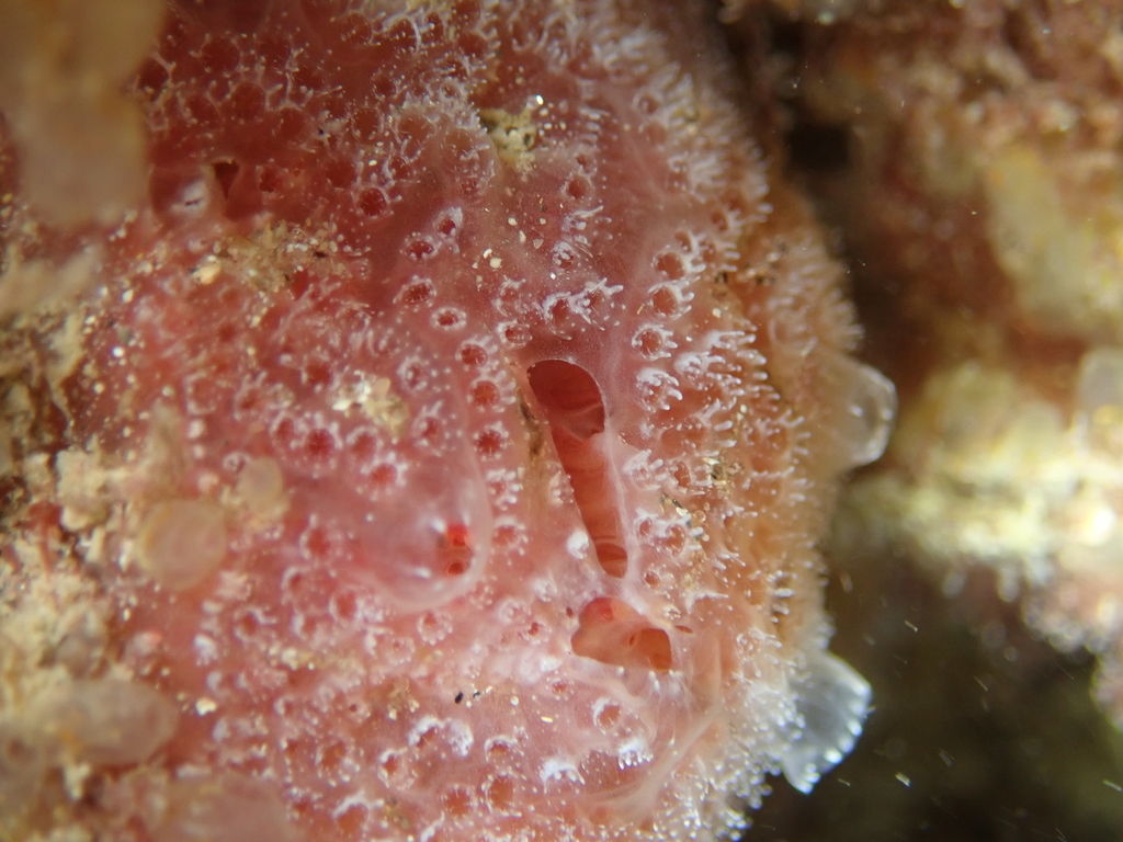 Fraise de mer