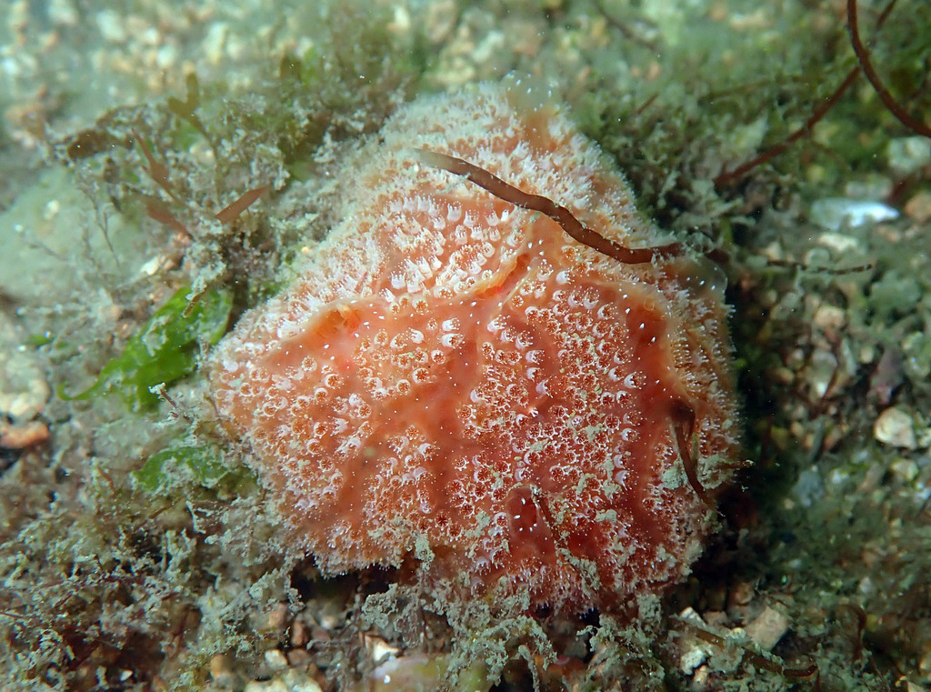 Fraise de mer