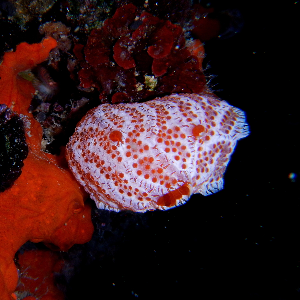 Fraise de mer